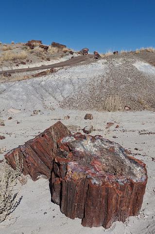 71 petrified forest.jpg